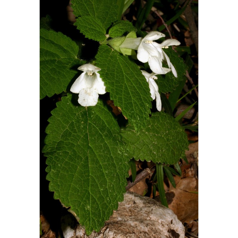 melittis albida guss.