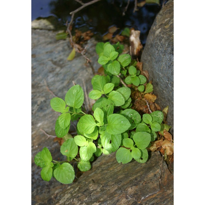 mentha aquatica l.