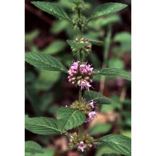 mentha arvensis l.