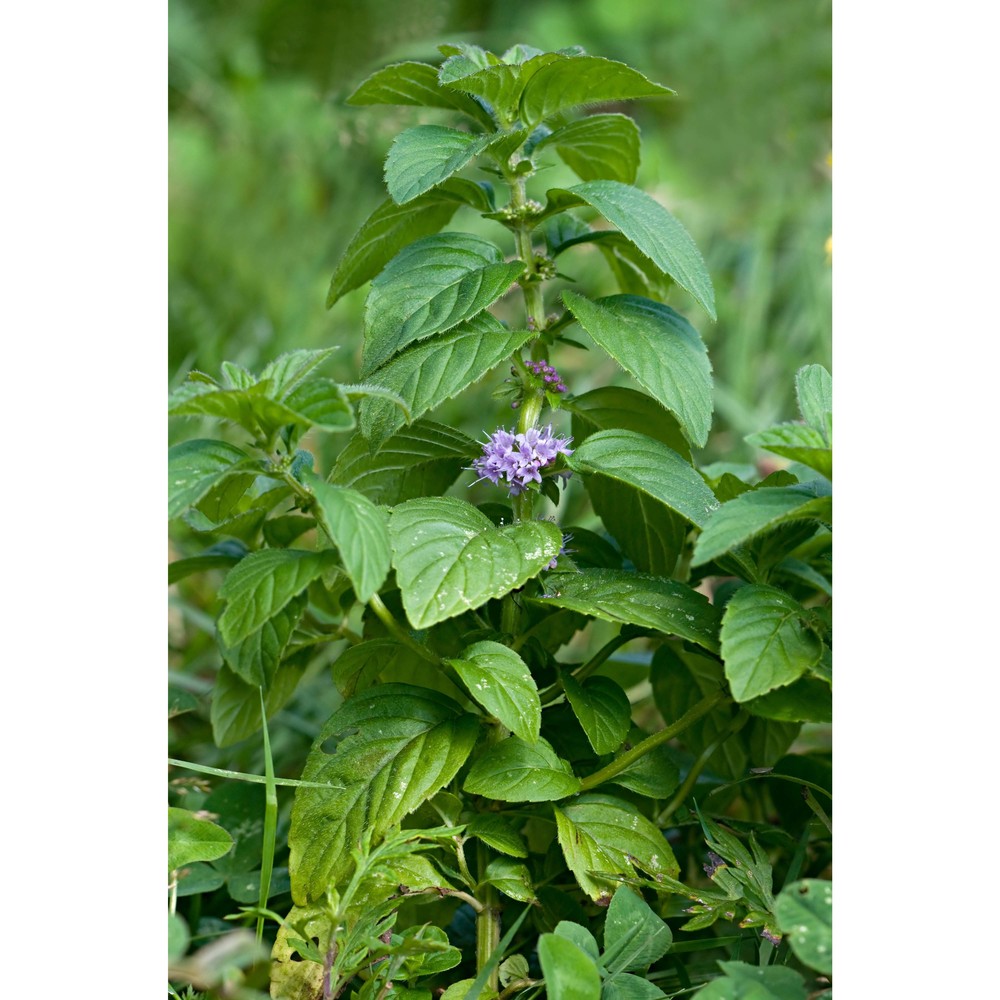 mentha arvensis l.