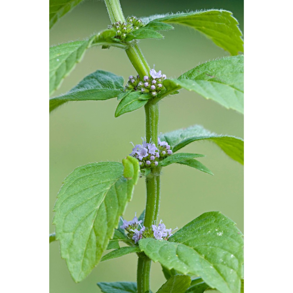 mentha arvensis l.