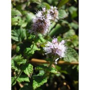 mentha insularis req. ex gren. et godr.