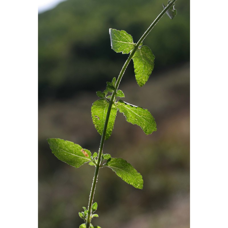 mentha insularis req. ex gren. et godr.