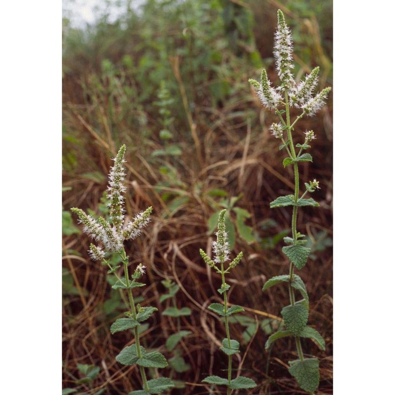 mentha suaveolens ehrh.