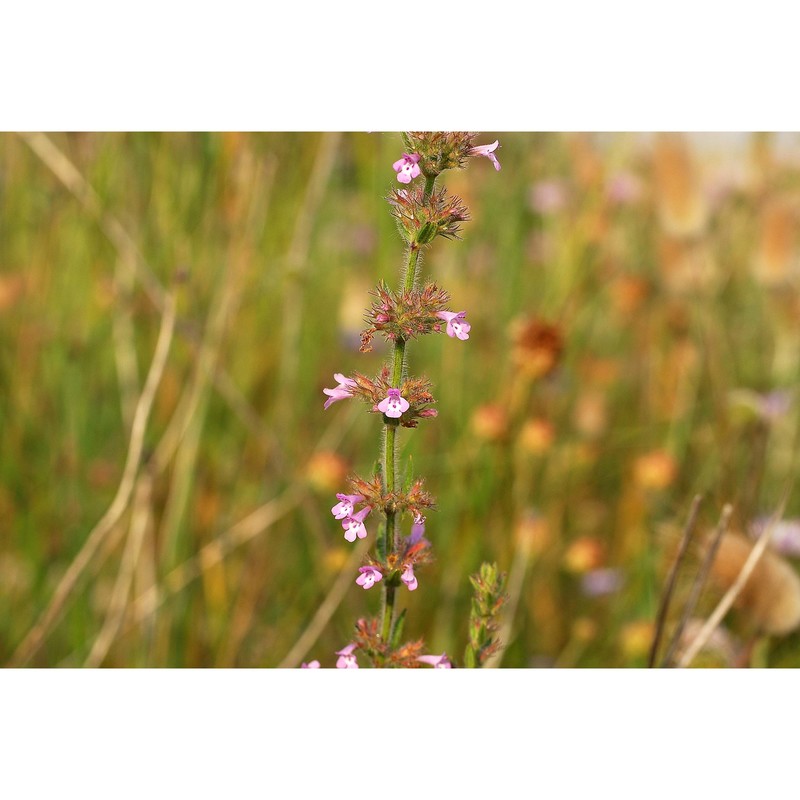 micromeria canescens (guss.) benth.