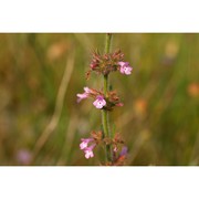 micromeria canescens (guss.) benth.