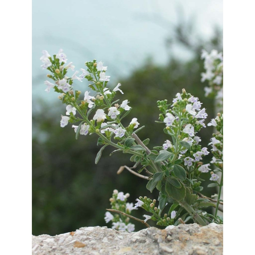 micromeria fruticosa (l.) druce