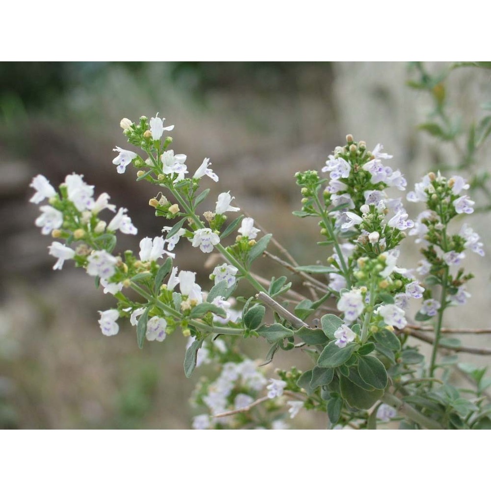 micromeria fruticosa (l.) druce