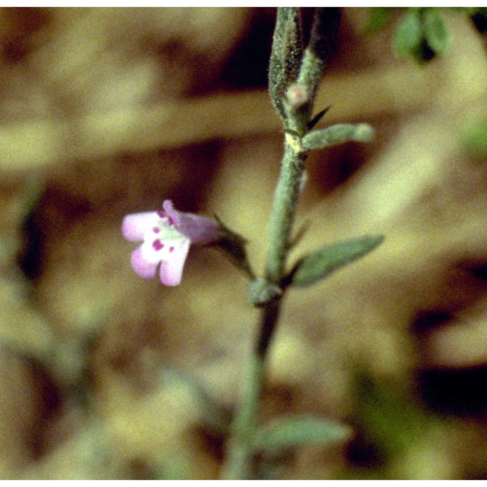 micromeria graeca (l.) benth. ex rchb.