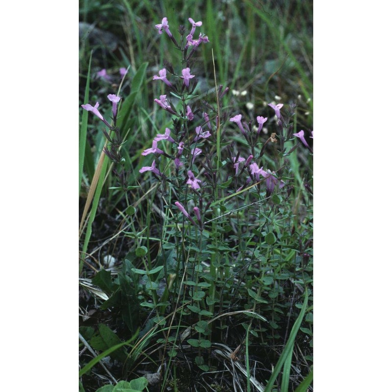 micromeria marginata (sm.) chater