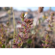 micromeria microphylla (d'urv.) benth.