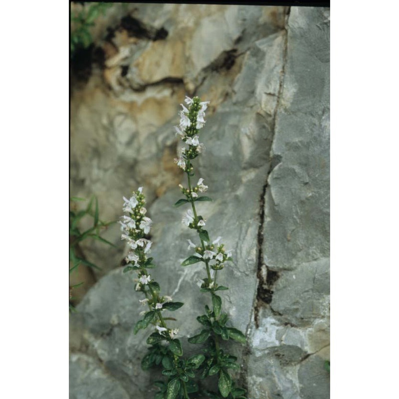 micromeria thymifolia (scop.) fritsch