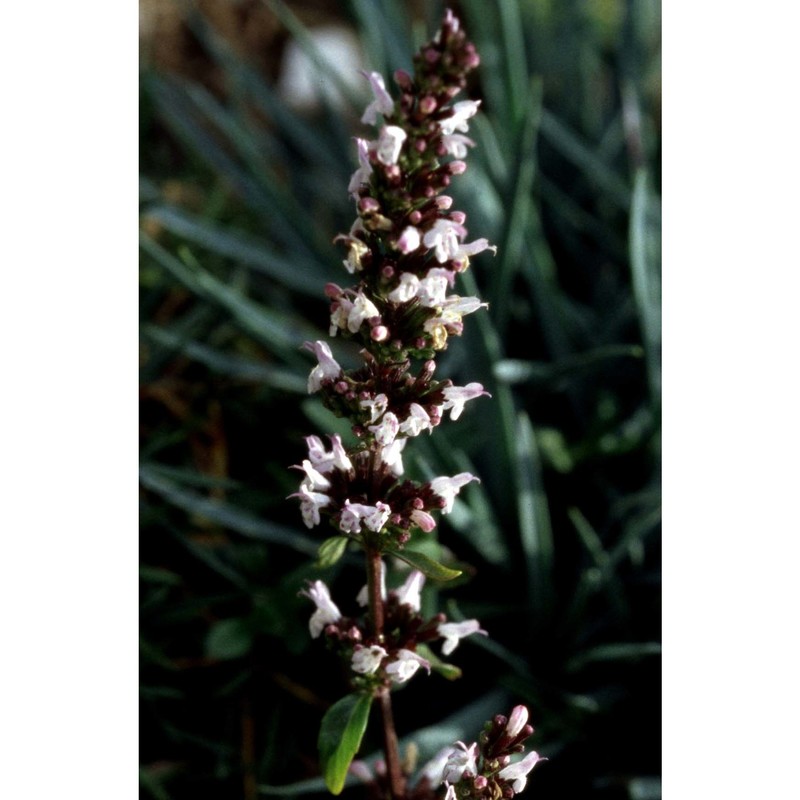 micromeria thymifolia (scop.) fritsch