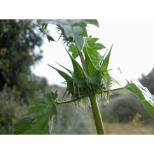 moluccella spinosa l.