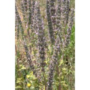 nepeta apuleii ucria