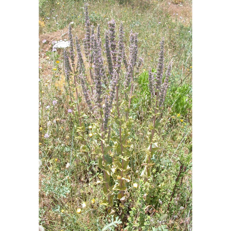 nepeta apuleii ucria