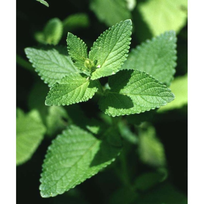 nepeta cataria l.