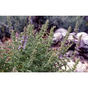 nepeta foliosa moris