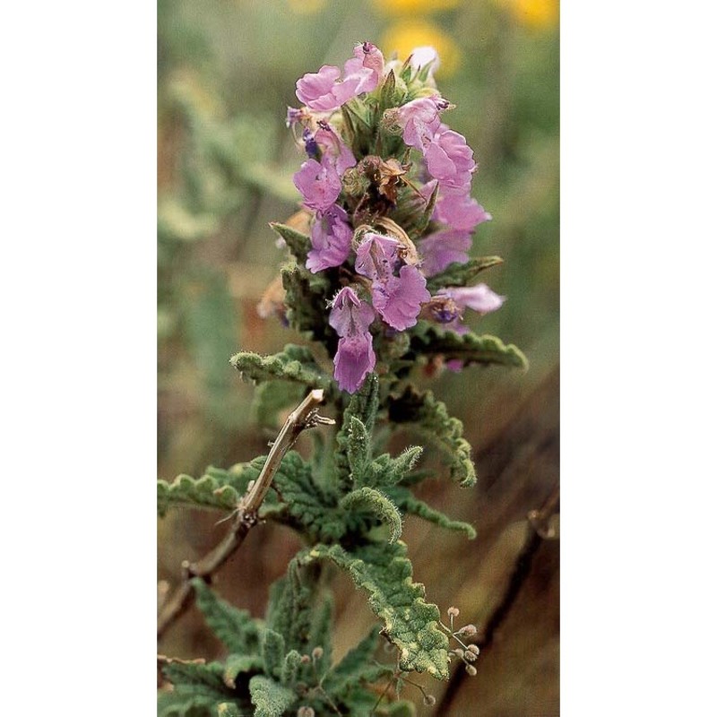 nepeta foliosa moris