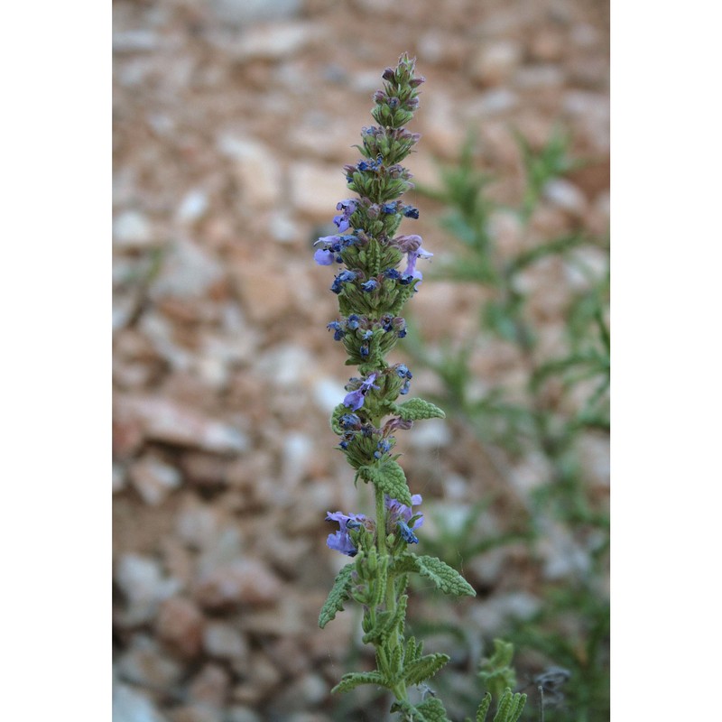 nepeta foliosa moris