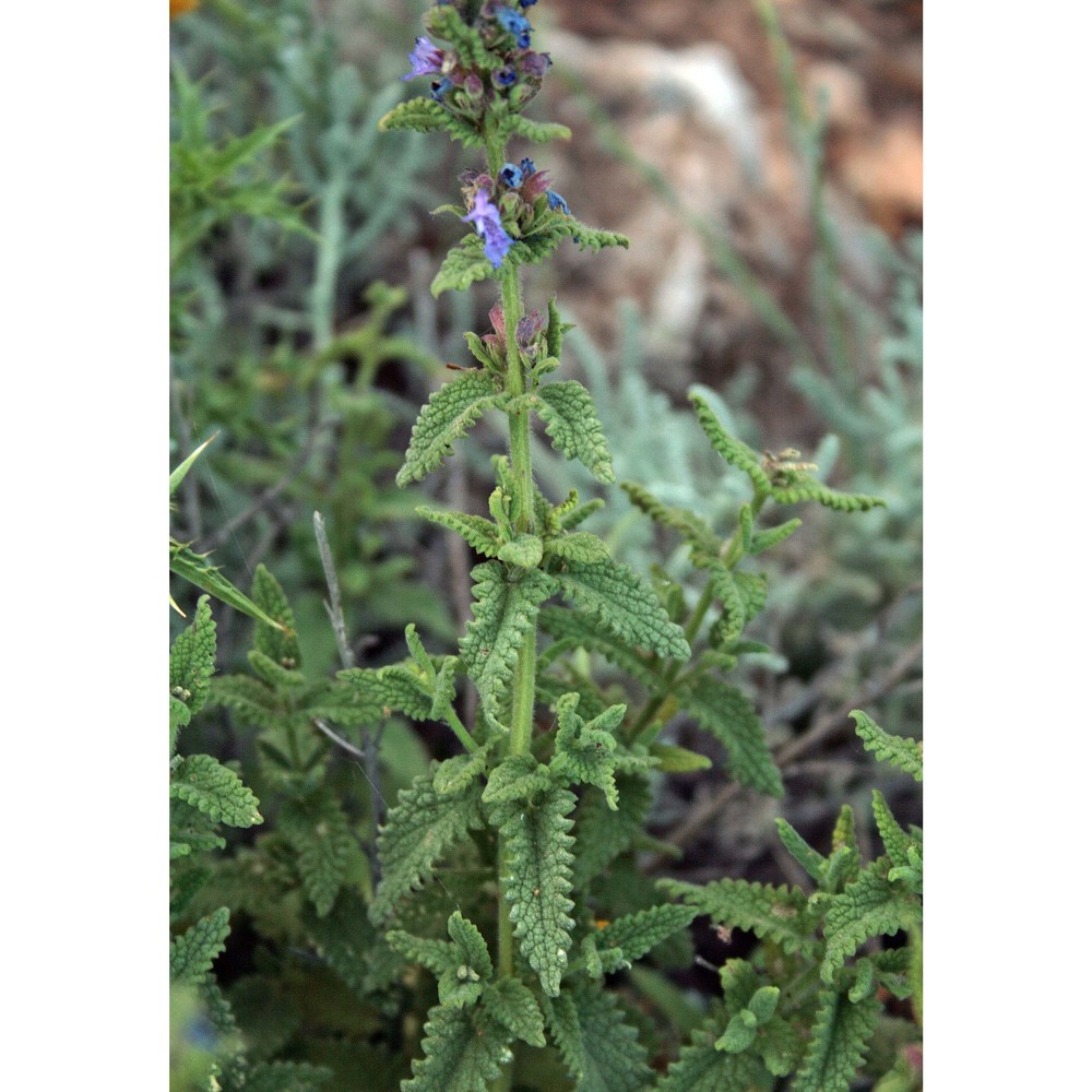 nepeta foliosa moris