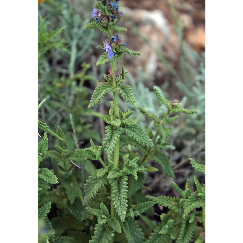 nepeta foliosa moris