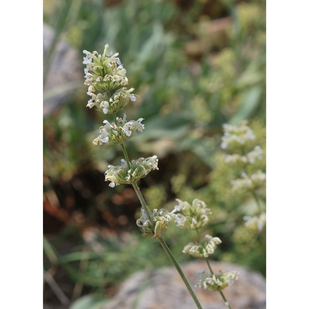 nepeta italica l.