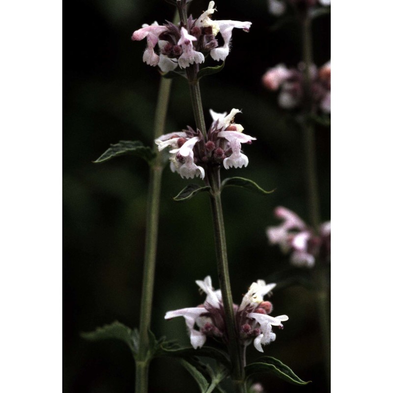 nepeta nepetella l.