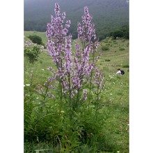 nepeta nuda l.