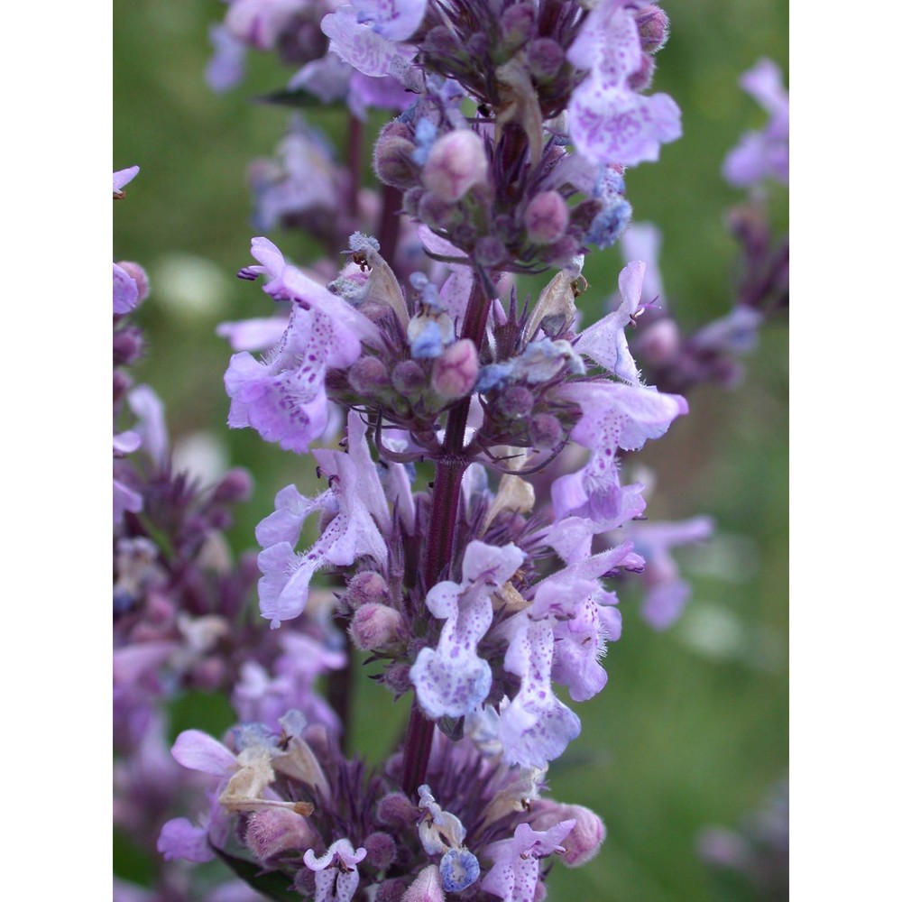 nepeta nuda l.