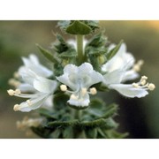 ocimum basilicum l.