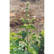 ocimum basilicum l.