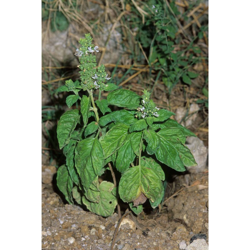 ocimum basilicum l.