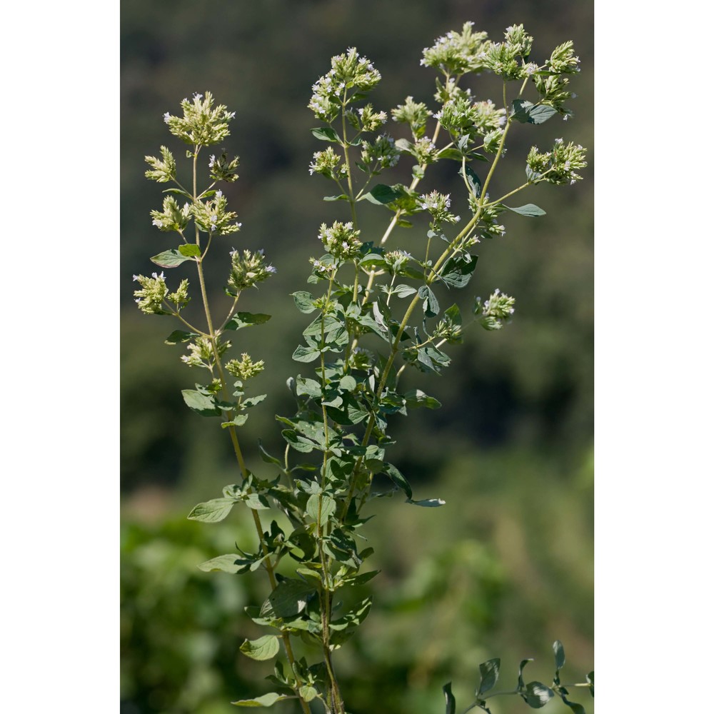 origanum heracleoticum l.