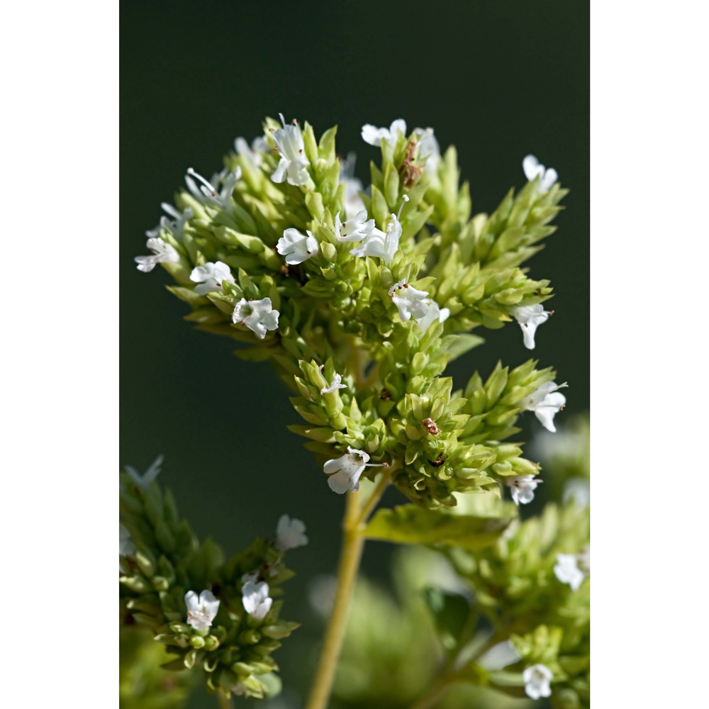 origanum heracleoticum l.