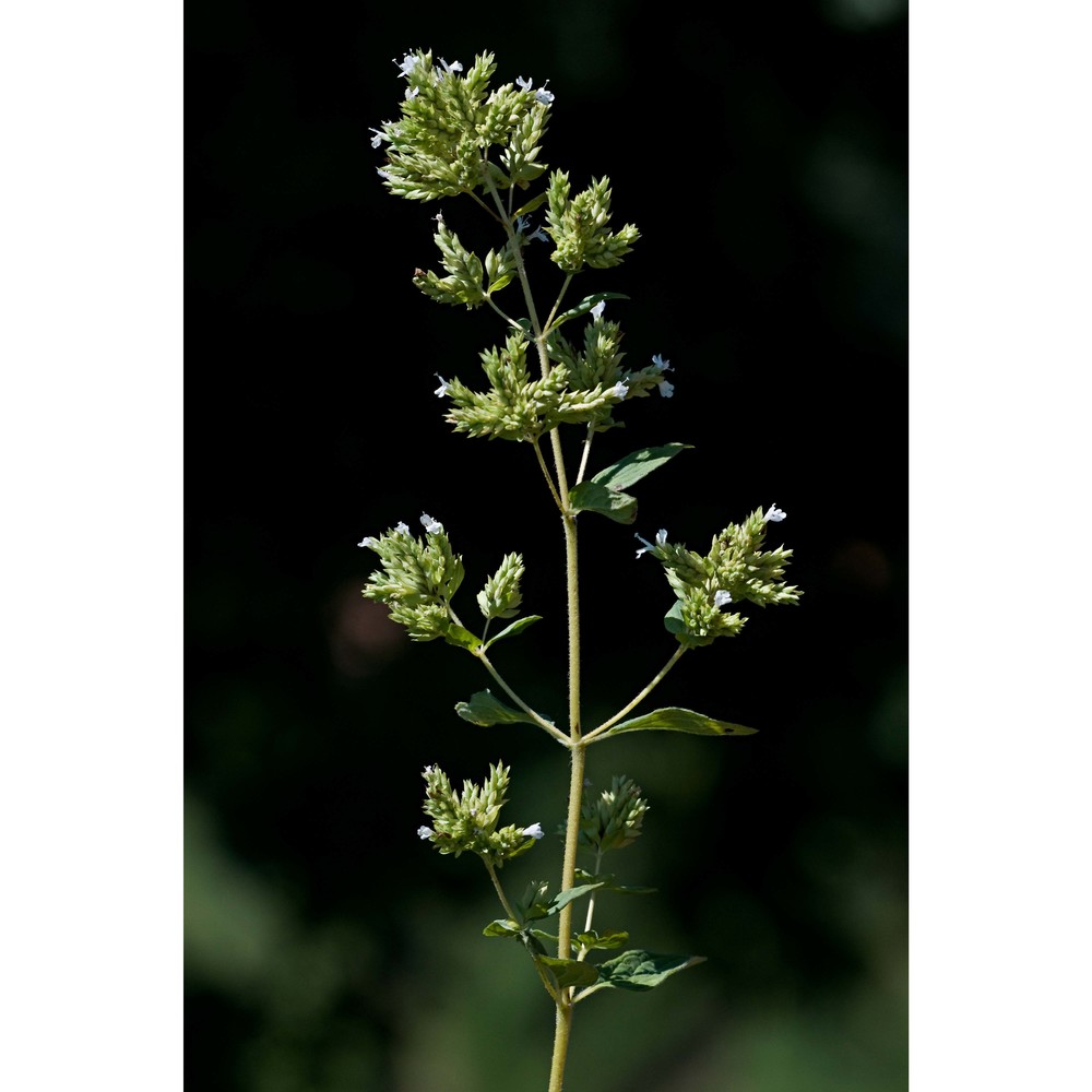 origanum heracleoticum l.