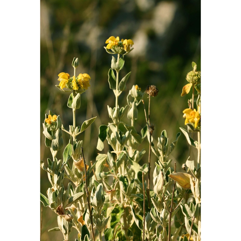 phlomis fruticosa l.