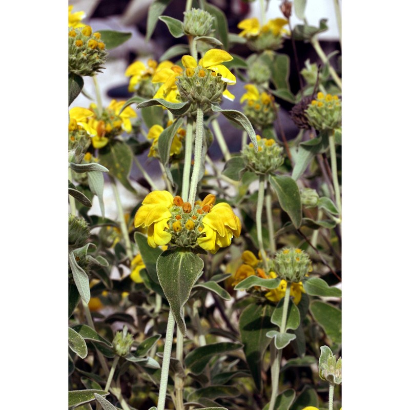 phlomis fruticosa l.