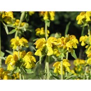 phlomis fruticosa l.