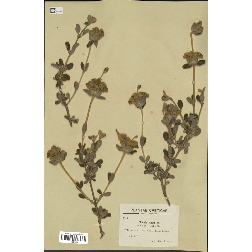 phlomis lanata willd.