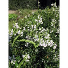 physostegia virginiana (l.) benth.