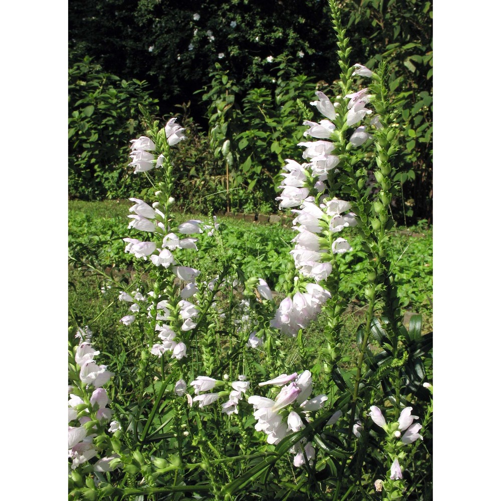 physostegia virginiana (l.) benth.