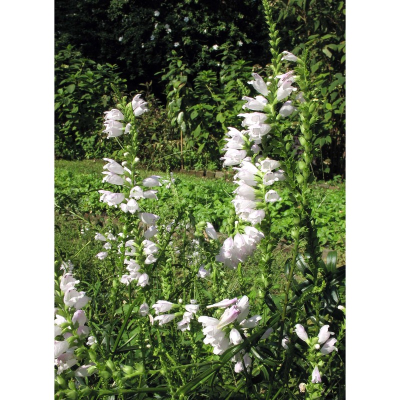 physostegia virginiana (l.) benth.