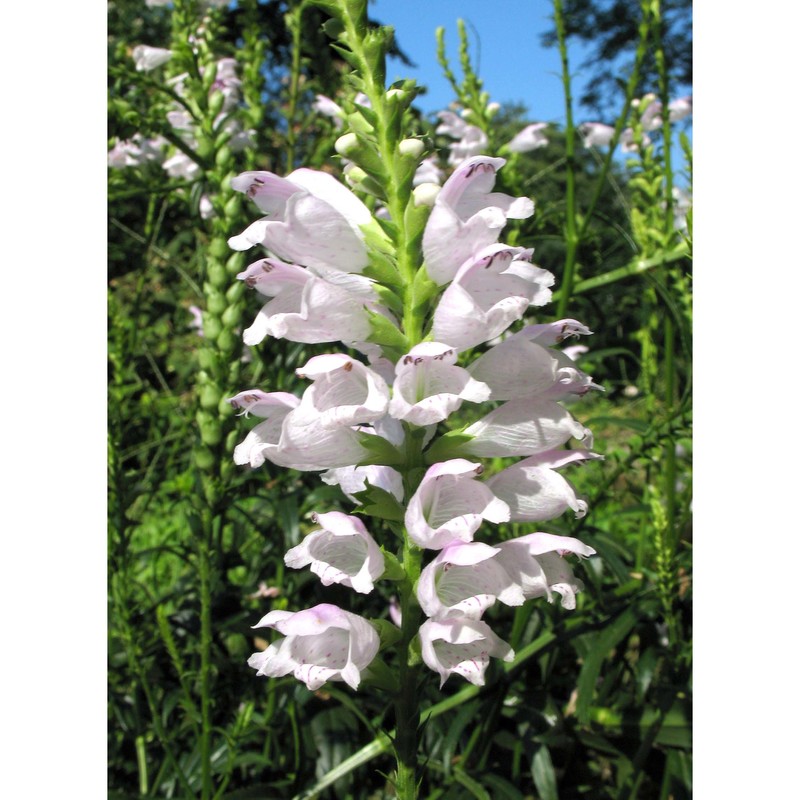 physostegia virginiana (l.) benth.