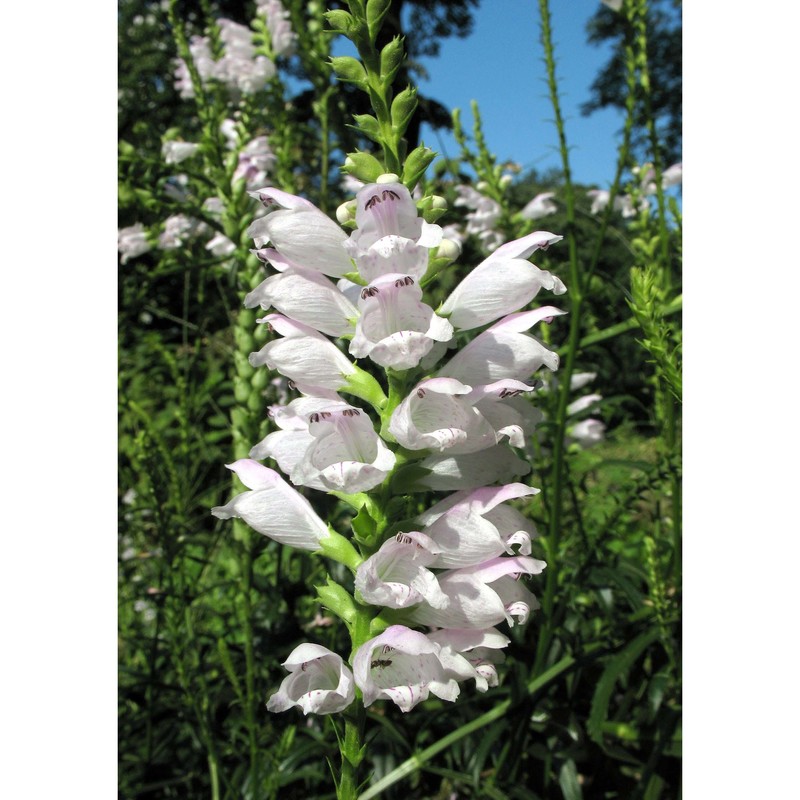 physostegia virginiana (l.) benth.
