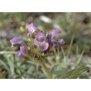 prunella grandiflora (l.) scholler