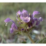 prunella grandiflora (l.) scholler