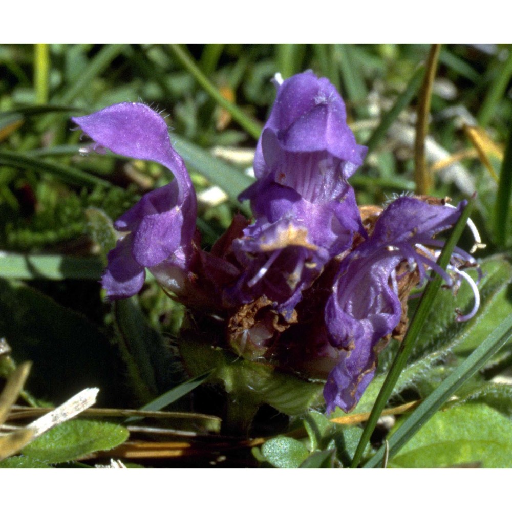 prunella grandiflora (l.) scholler