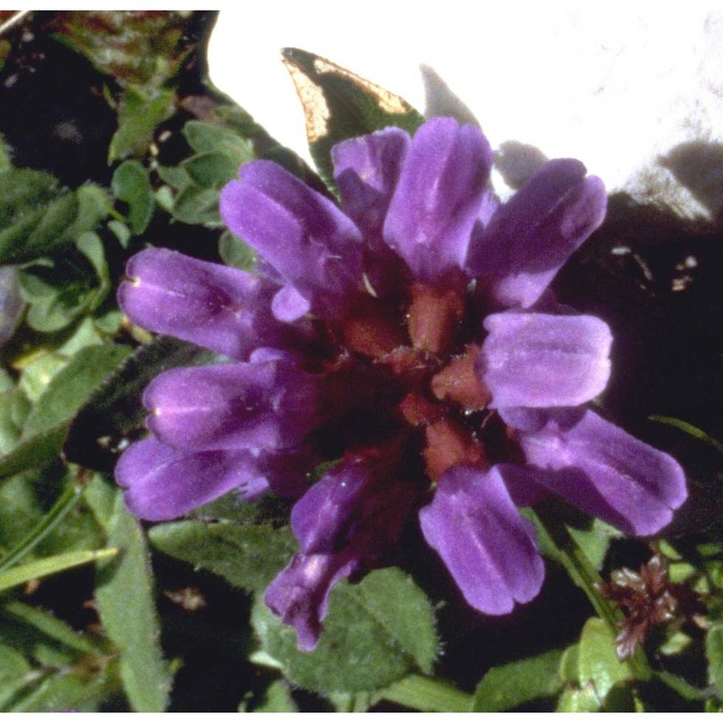 prunella grandiflora (l.) scholler