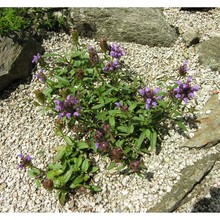 prunella hyssopifolia l.